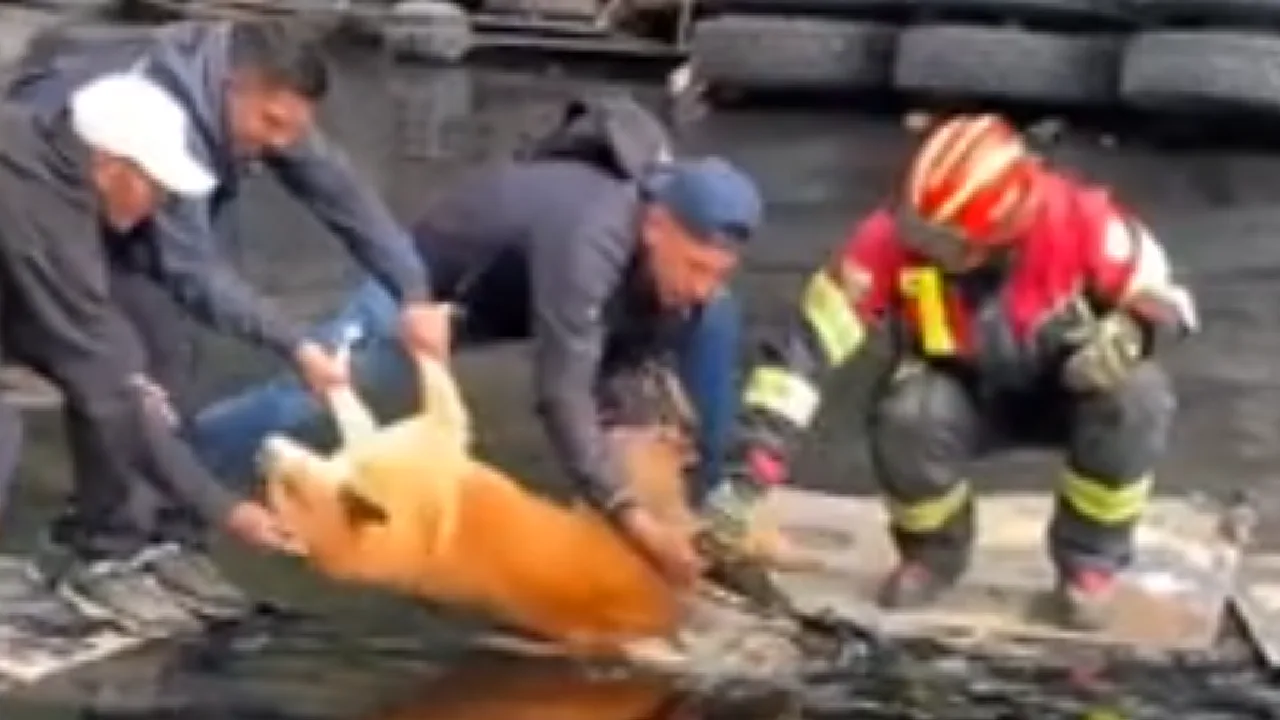 தாரில் சிக்கி கொண்டு உயிருக்கு போராடிய நாய், நீண்ட நேர போராட்டத்திற்கு பின் பத்திரமாக மீட்ட இளைஞர்கள்!