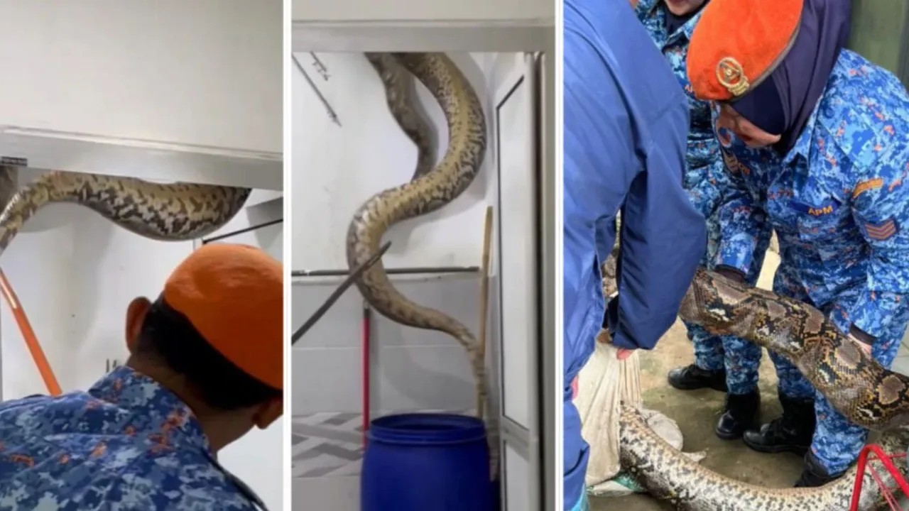 மலேசியா : கழிவறையின் மேல் பகுதியில் பதுங்கி இருந்த மலைப்பாம்பு!