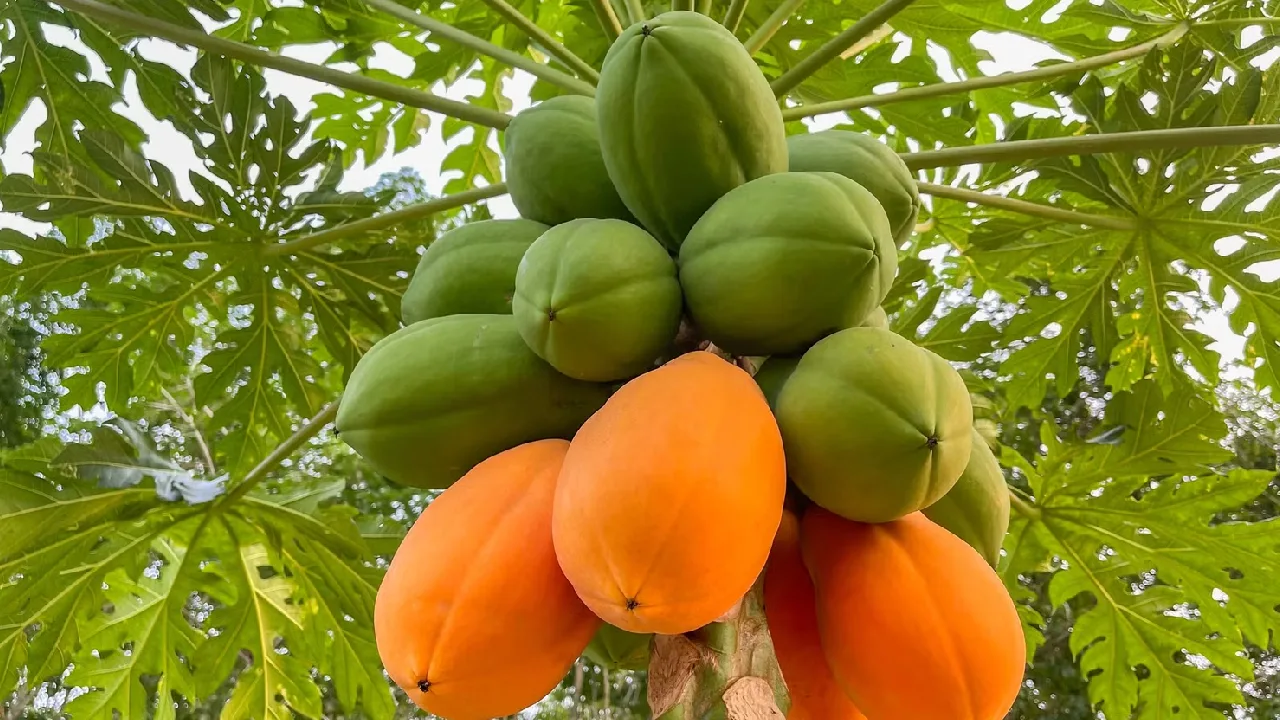 பப்பாளி சாகுபடியில் பட்டையை கிளப்பும் “ஜே 15” : விவசாயிகளுக்கு புதிய விடியல்!