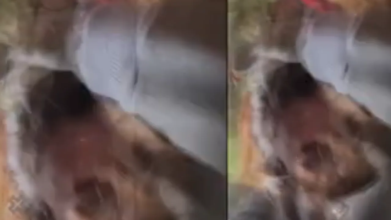 மெக்சிகோ : ஹாட் ஏர் பலூனில் பயணித்தவர்கள் காயமின்றி உயிர்தப்பிய வீடியோ வெளியீடு!