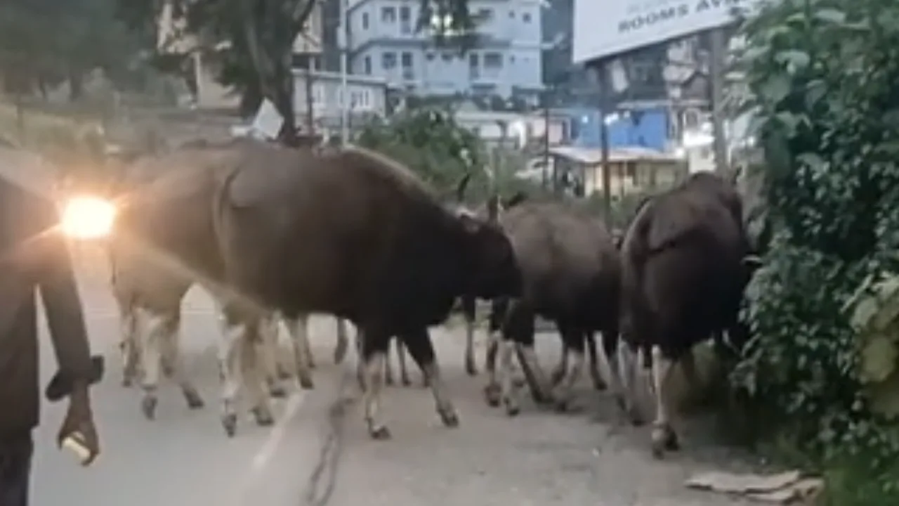 திண்டுக்கல் : வாகனங்களை மறித்து நின்ற காட்டெருமைகள் – விரட்டியடித்த வனத்துறை!