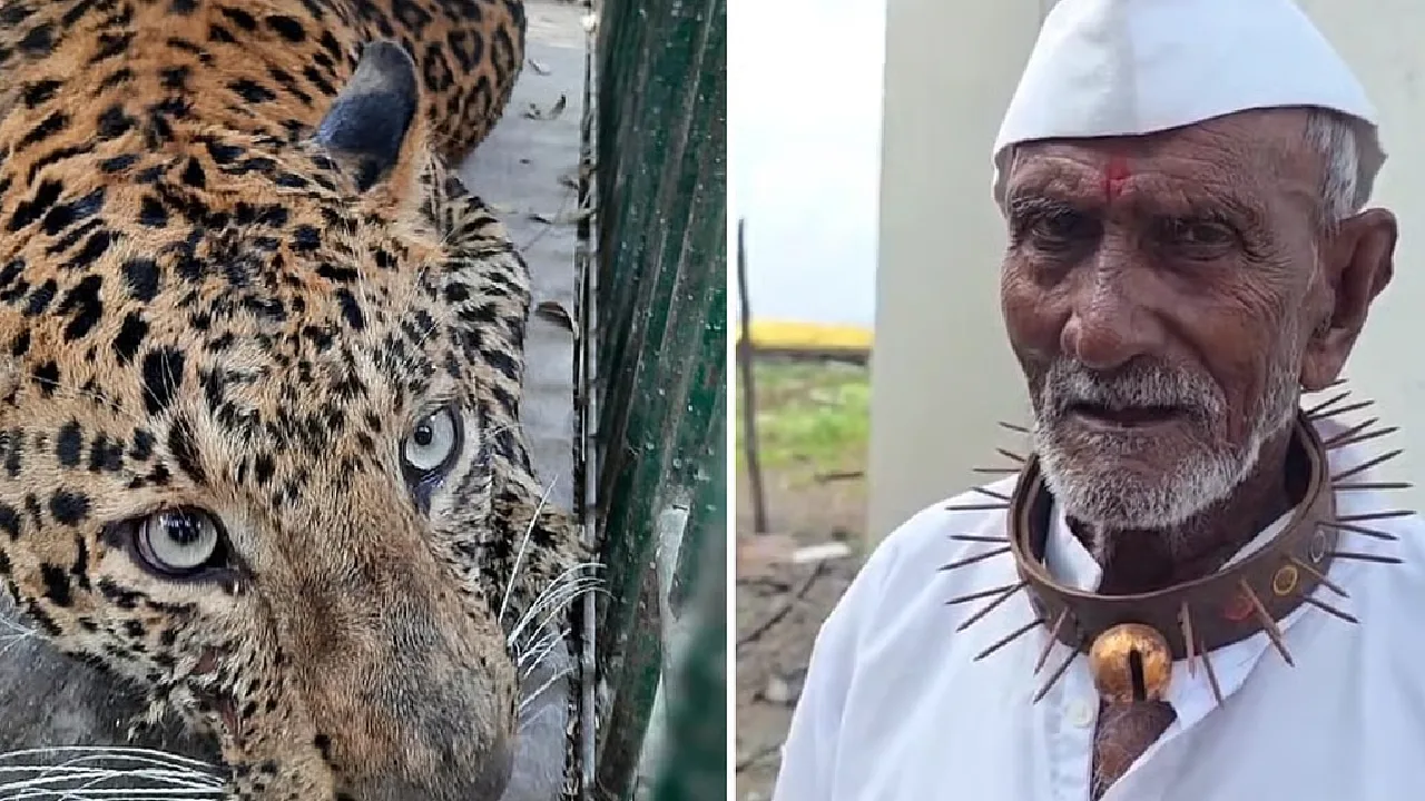 புனே அருகே சிறுத்தை தாக்கும் அச்சத்தில்  கழுத்தில் ஆணிகள் பொருத்தப்பட்ட காலர்களை அணிந்த விவசாயிகள்!