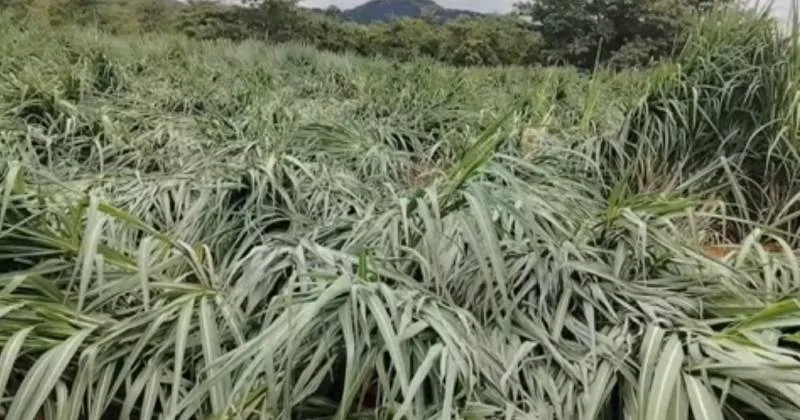 ஆண்டிப்பட்டி அருகே வீசிய பலத்த காற்றில் 6 ஏக்கர் கரும்பு சேதம்!