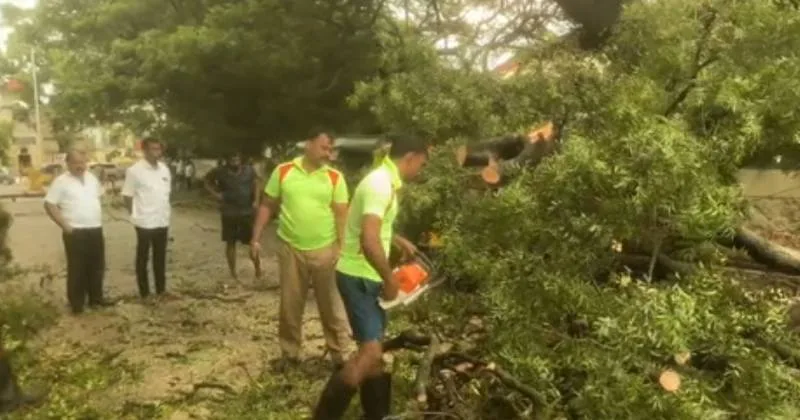 நாகர்கோவிலில் கனமழை – ராட்சத மரம் முறிந்து விழுந்து மின்கம்பங்கள் சேதம்!