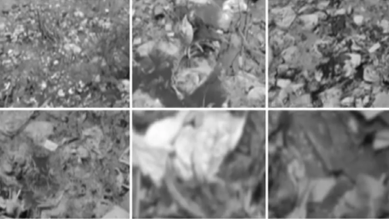 நெல்லூர்பேட்டை பெரிய ஏரியில் கொட்டப்படும் இறைச்சி கழிவுகள்!