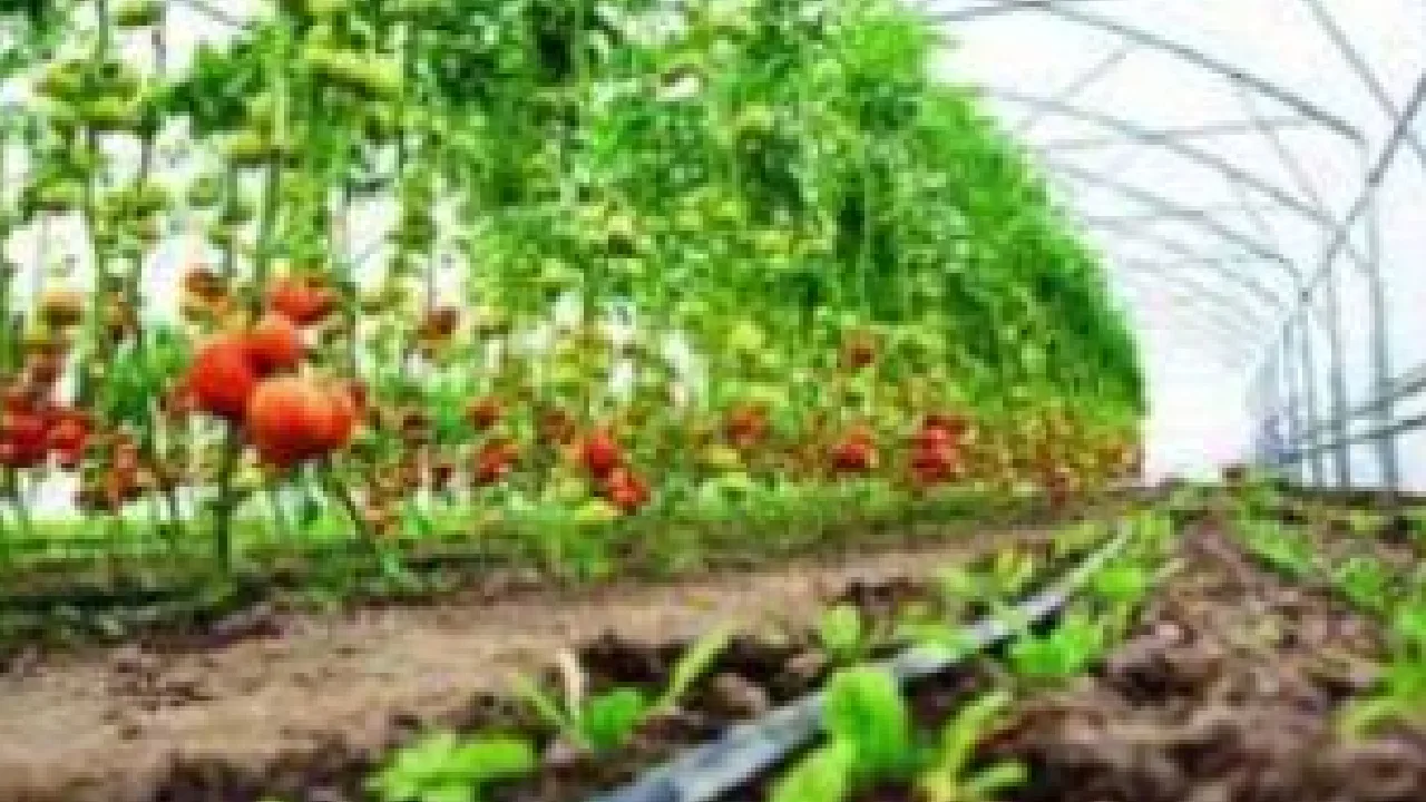 தோட்டக்கலைத்துறையில் ரூ.75 கோடி அளவுக்கு முறைகேடு நடைபெற்றதாக குற்றச்சாட்டு!