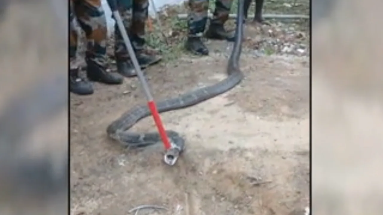 நெல்லை : வீட்டுக்குள் பதுங்கி இருந்த 13 அடி நீளமுள்ள ராஜநாகம் மீட்பு!