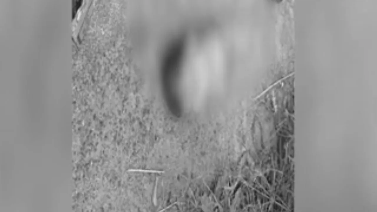 கோவை : உடல் பாகங்கள் வெட்டப்பட்ட நிலையில் பச்சிளம் குழந்தை சடலமாக மீட்பு!