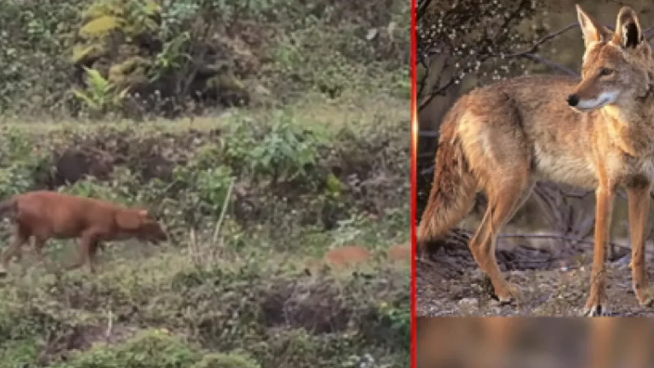 கொடைக்கானல் : வளர்ப்பு பிராணிகளை தாக்கும் செந்நாய் கூட்டங்கள்: மக்கள் அச்சம்!