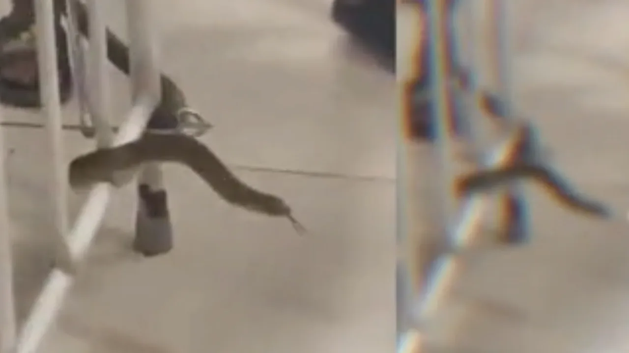 தானே சிவில் மருத்துவமனையில் புகுந்த பாம்பு!