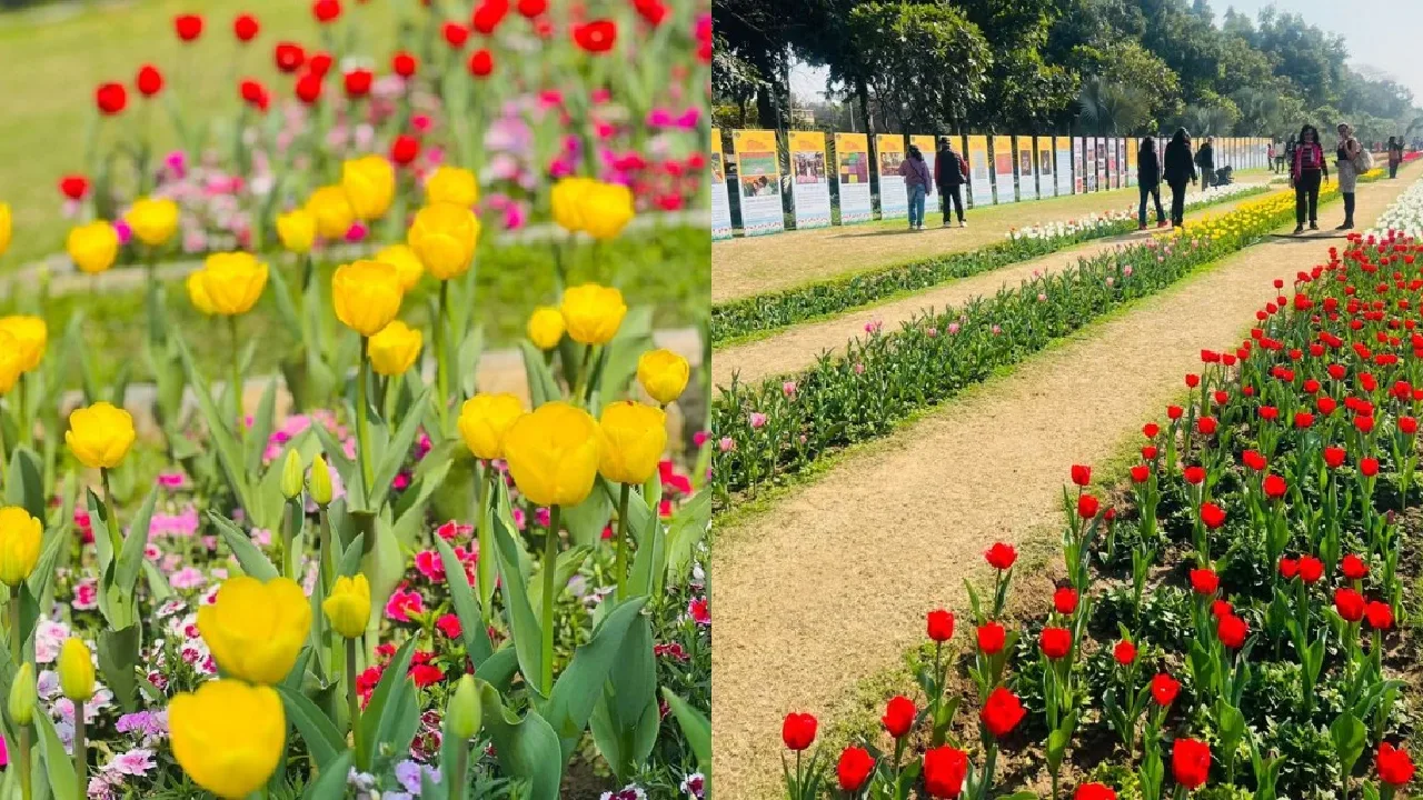 டெல்லி : துலிப் மலர் கண்காட்சிக்காக கிழங்குகள் நடும் பணி தொடக்கம்!