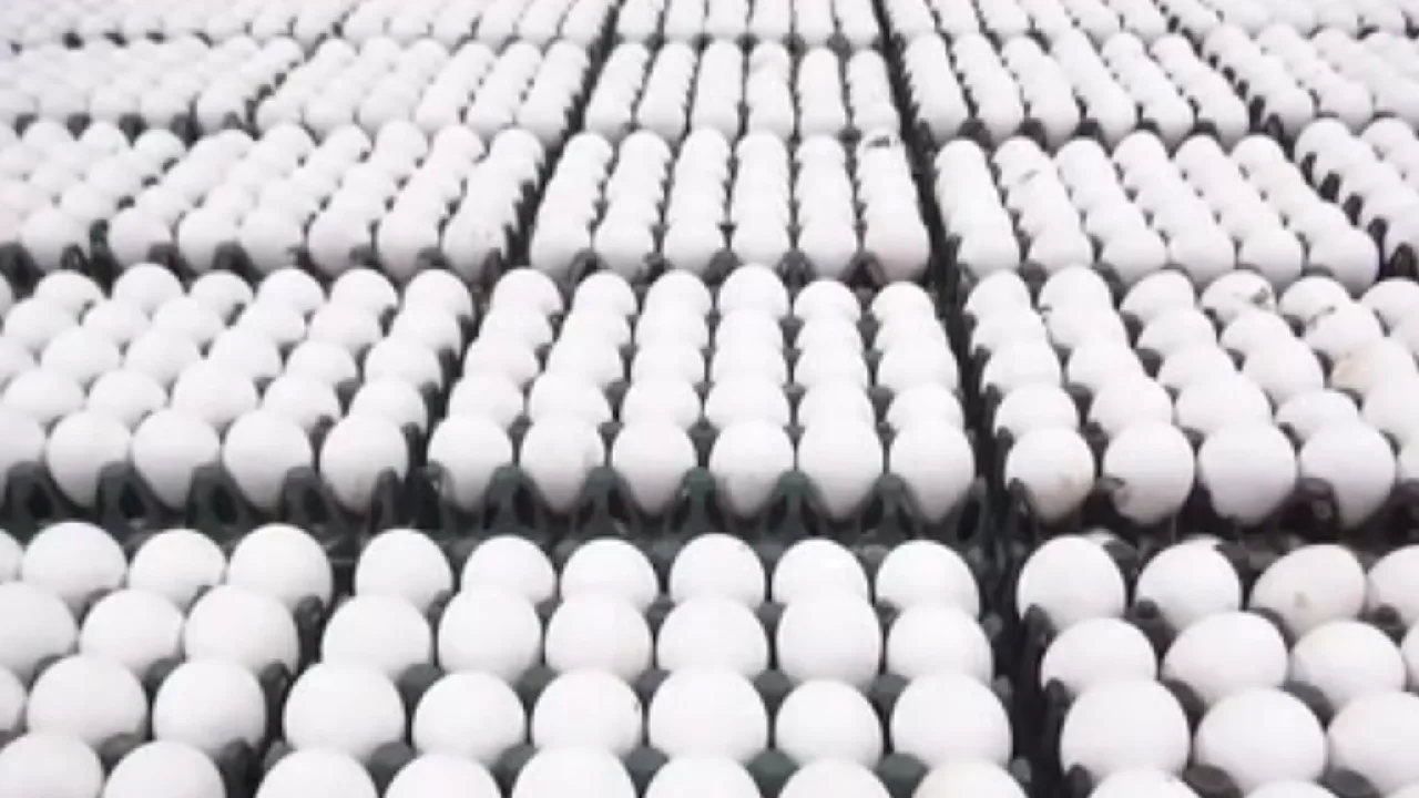 நாமக்கல் : ஒரு முட்டையின் கொள்முதல் விலை 6 ரூபாய் 40 காசுகளாக நிர்ணயம்!