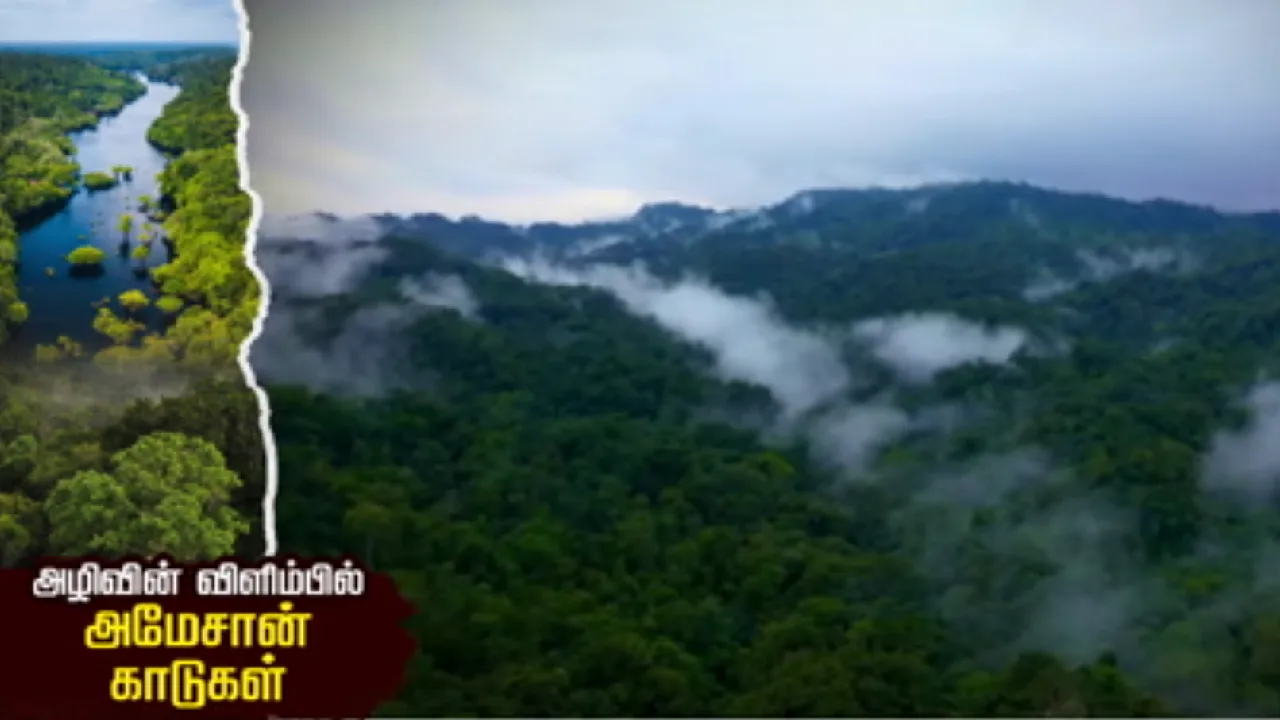 அழிவின் விளிம்பில் அமேசான் காடுகள்!