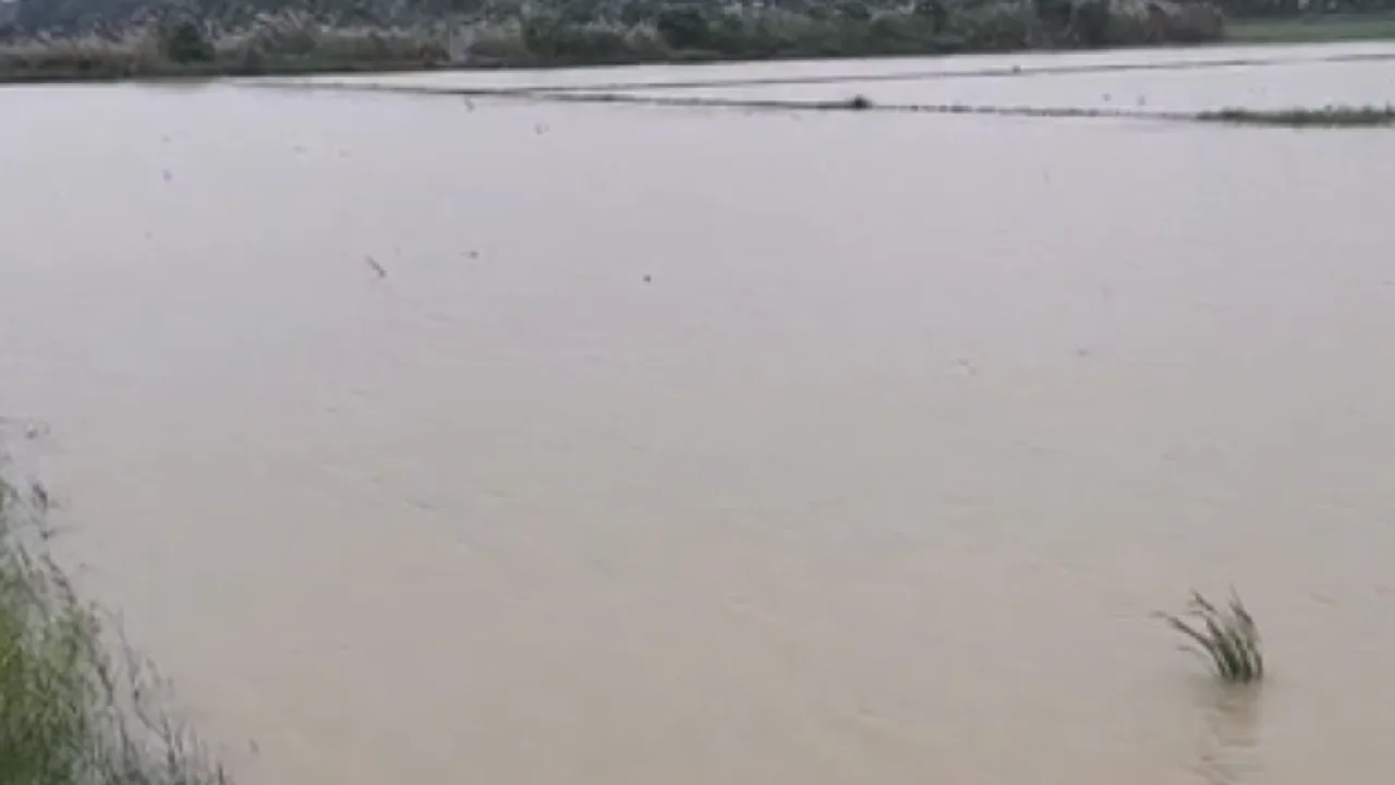 தஞ்சை : 300 ஏக்கர் பரப்பளவில் பயிரிடப்பட்ட நெற்பயிர்கள் சேதம்!