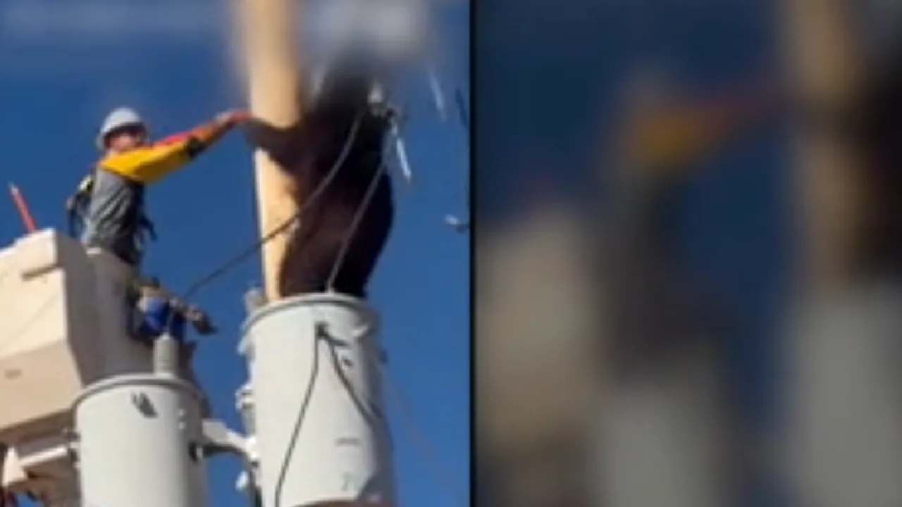 அமெரிக்கா : மின்கம்பத்தில் ஏறிய கரடியால் பரபரப்பு!