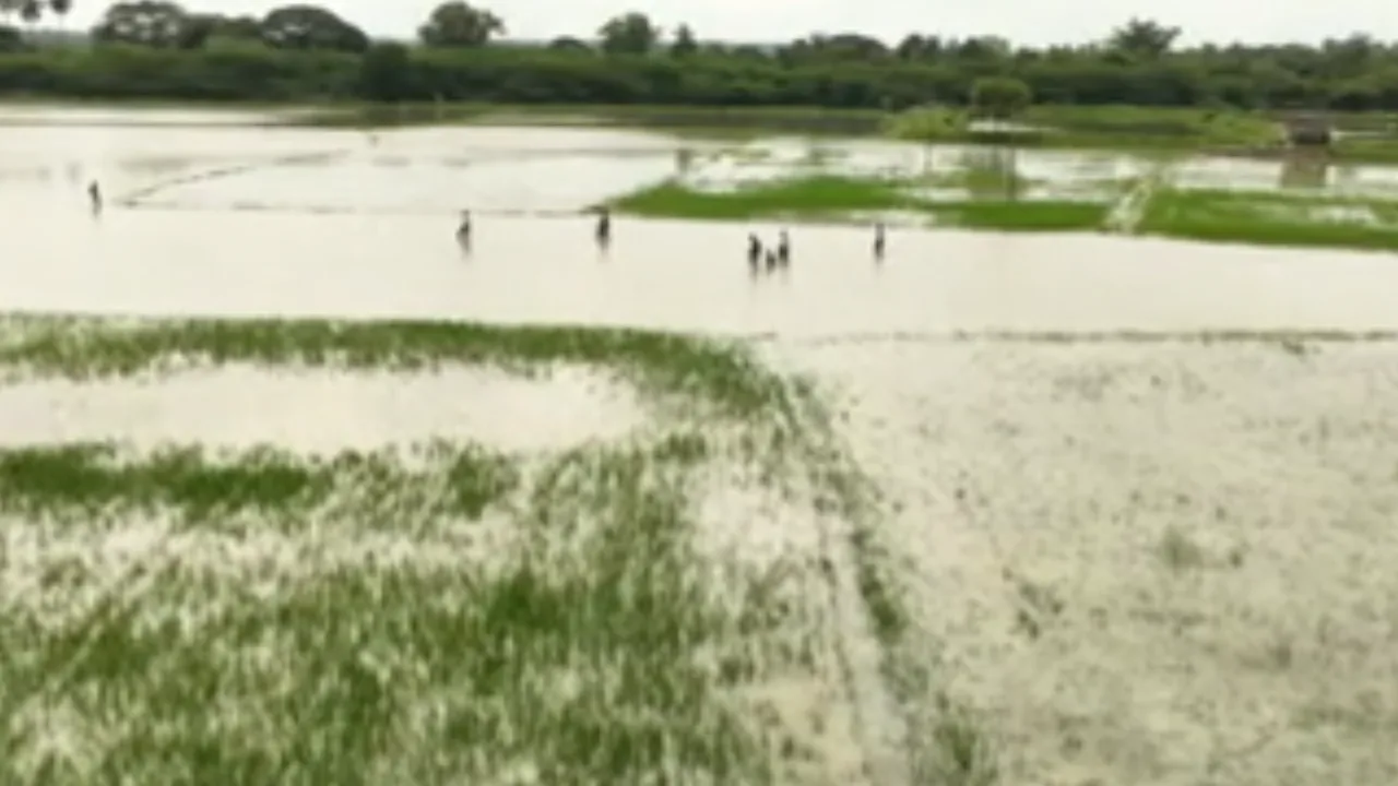 சிதம்பரம் அருகே 5 ஏக்கரில் பயிரிடப்பட்ட நெற்பயிர்கள் நீரில் மூழ்கி சேதம்!