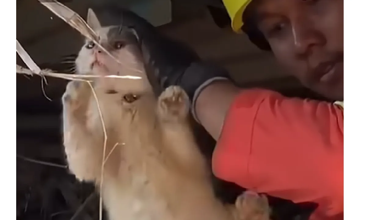 இந்தோனேசியா : இடிந்த கட்டடத்தின் அடியில் ஒருவாரமாக சிக்கித் தவித்த  பூனையை  மீட்ட மீட்பு படை வீரர்கள்!