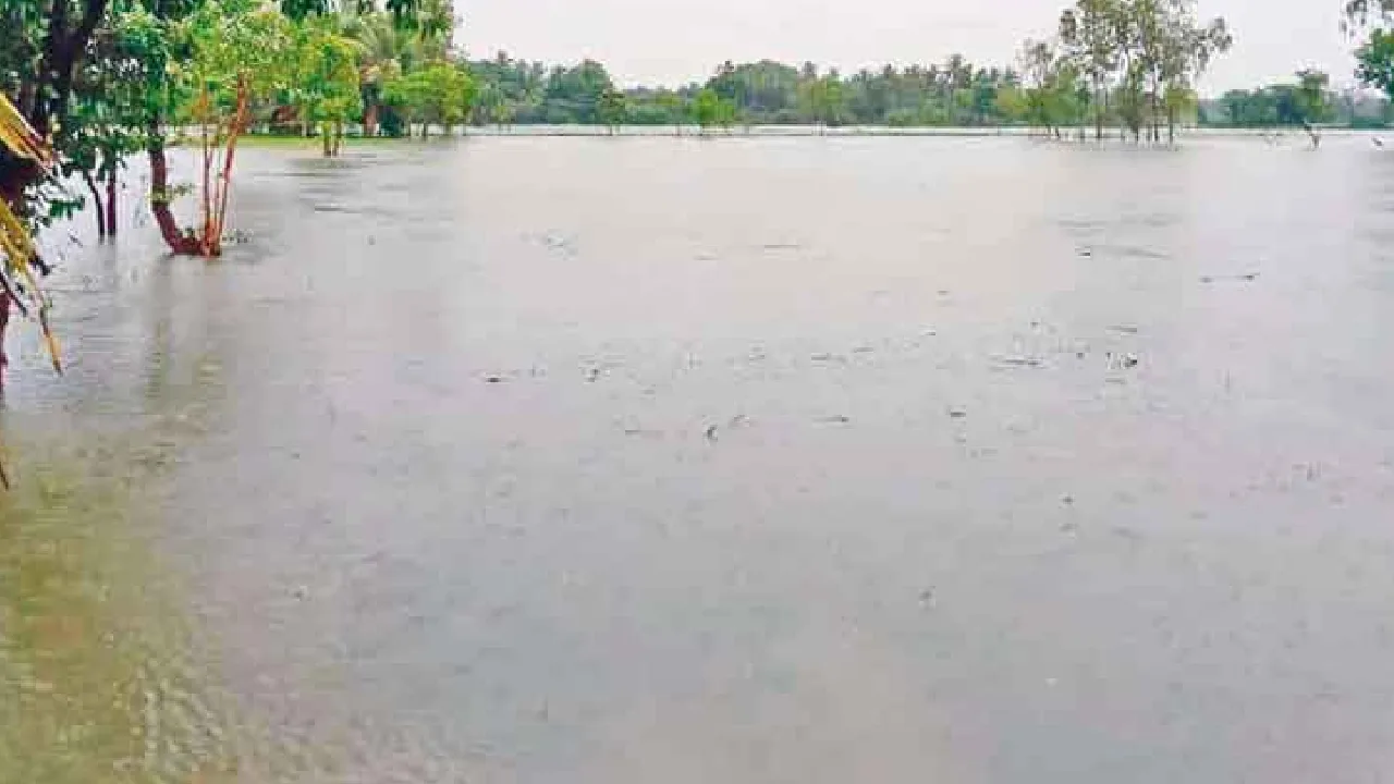 நாகை, திருவாரூரில் தலா ஒரு லட்சம் ஏக்கர் பயிர்கள் நீரில் மூழ்கி சேதம்!