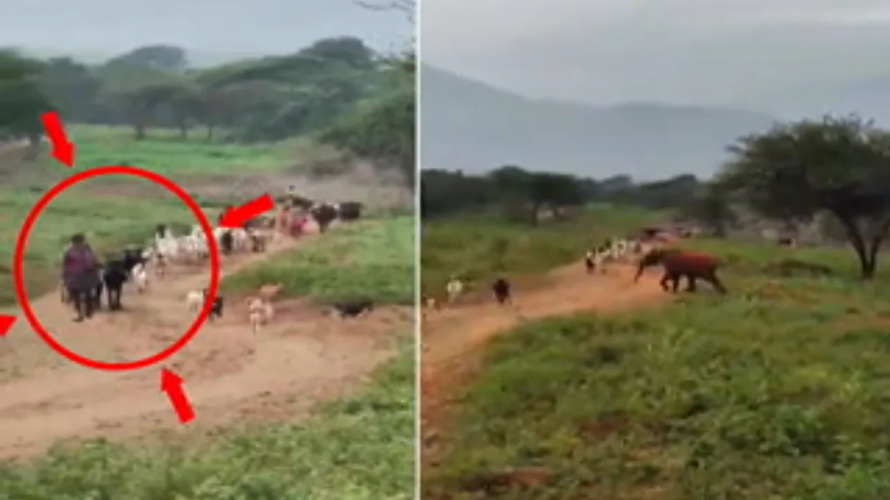 கோவை : ஆடு மேய்க்கும் தொழிலாளியை ஆக்ரோஷமாக விரட்டிய ஒற்றை யானை!