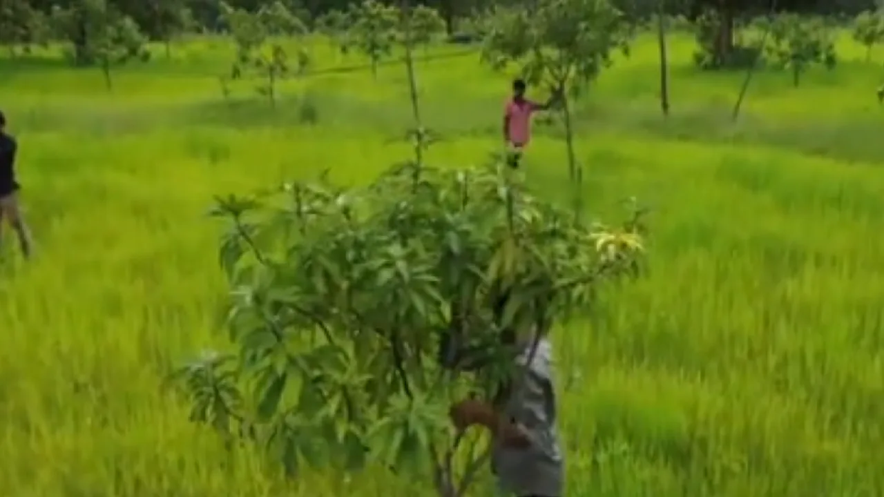 விவசாயம் மூலம் வளர்ச்சியை நோக்கிய பாதையில் பயணிக்கும் சுக்மா மக்கள்!
