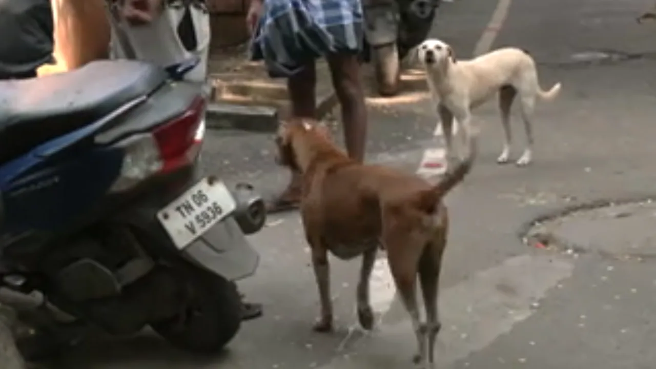 பொதுக்குழாயில் தண்ணீர் பிடிப்பதில் ஏற்பட்ட தகராறு : முதியவர் மீது நாயை ஏவி கடிக்கச் செய்ததால் பரபரப்பு!