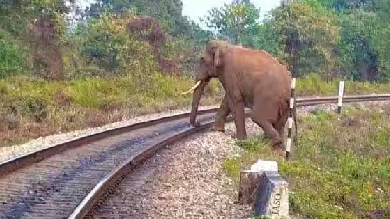 யானைகள் பலியாவதை தடுக்கும் ஏ.ஐ., தொழில்நுட்பம் விரிவாக்கம் – அஸ்வினி வைஷ்ணவ்