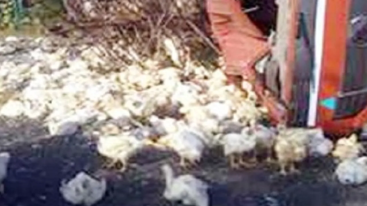 ராணிப்பேட்டை : பிராய்லர் கோழி ஏற்றி வந்த லாரி கவிழ்ந்து விபத்து!