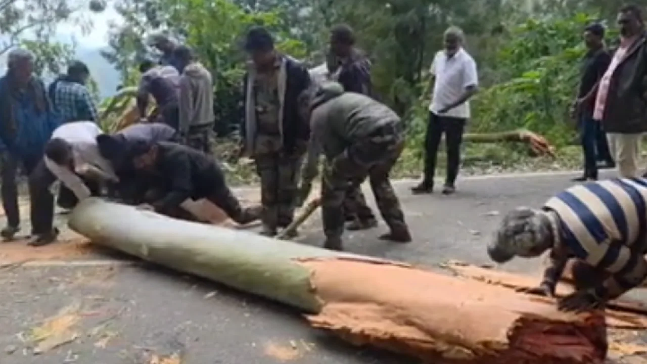 கொடைக்கானல் – வத்தலக்குண்டு பிரதான மலைச்சாலையில் விழுந்த ராட்சத மரம்!