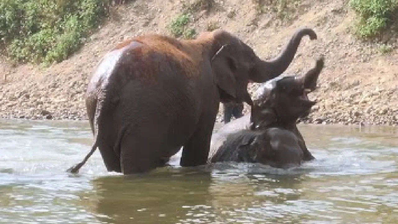 கோவை : குட்டையில் ஆனந்த குளியல் போட்ட யானைகள்!