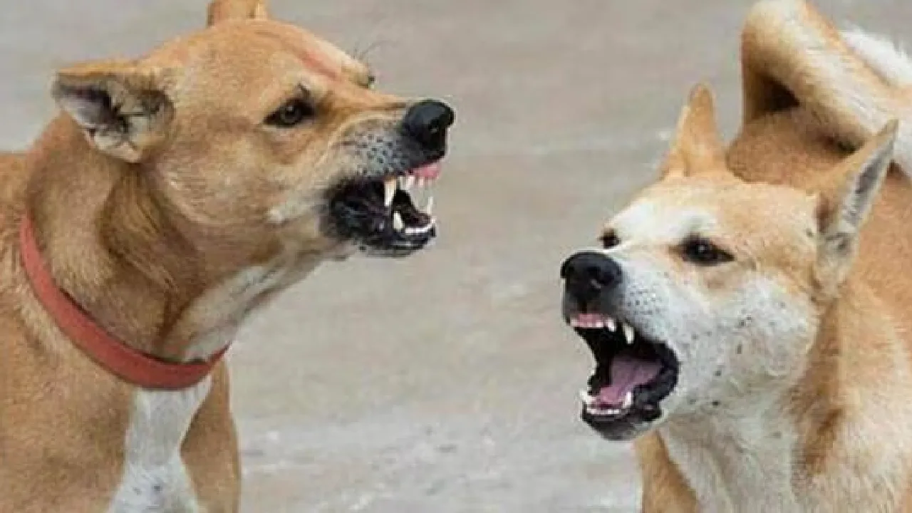 அரியலூர் : தெருநாய் கடித்து குதறியதில் 10க்கும் மேற்பட்டோர் காயம்!