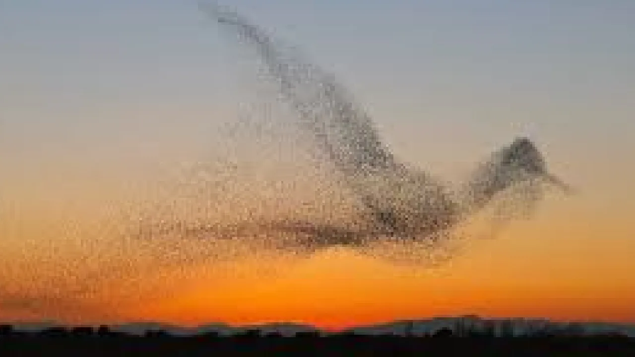 சீனா : வானில் ஜாலம் காட்டும் ஸ்டார்லிங் பறவைகள்!