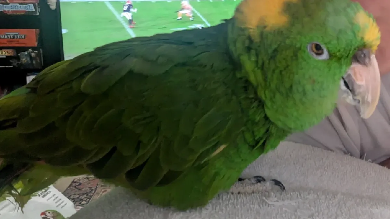 ஆசை ஆசையாக வளர்த்த கிளியால் பறிபோன இளைஞரின் உயிர்!