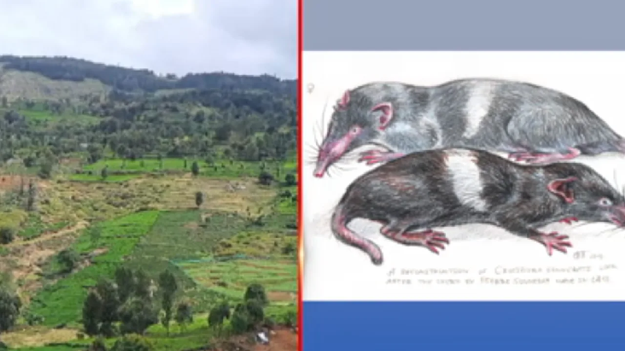 நீலகிரி : பிரெஞ்சு ஆராய்ச்சியாளர் பார்த்த அரிய உயிரினம், உதகையில் வாழும் அதிசயம்!