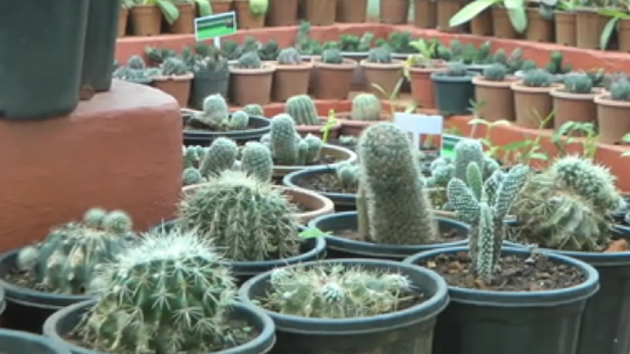 நீலகிரி : சுற்றுலா பயணிகள் கவரும் அரிய வகை கள்ளி செடிகள்!