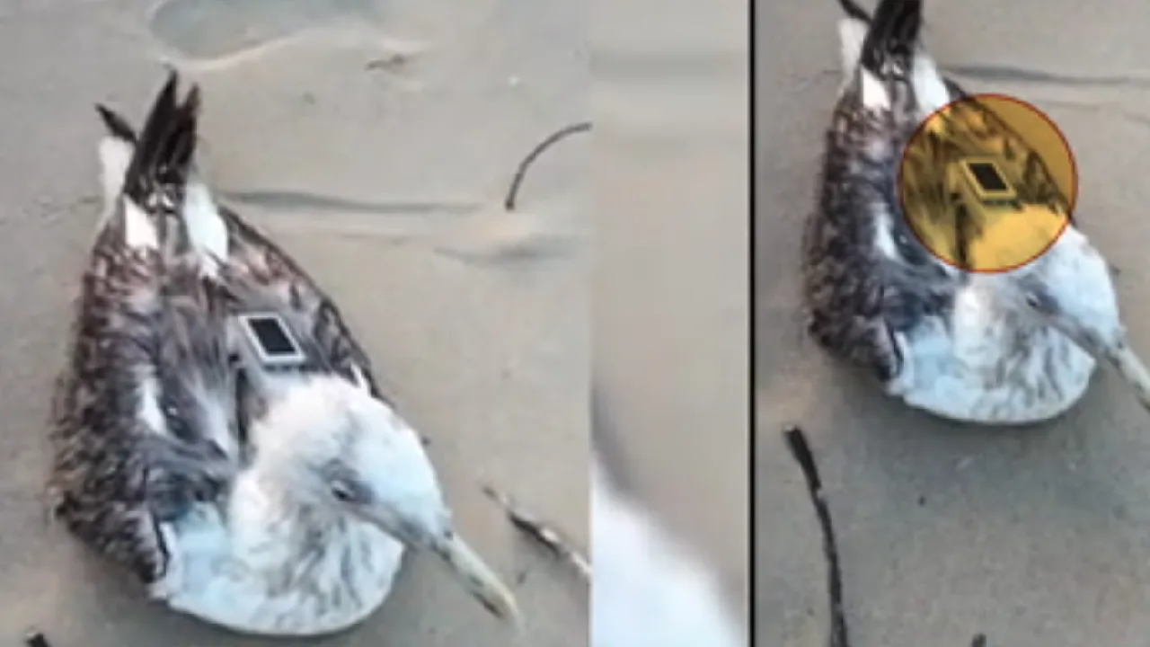 கர்நாடகா : சீன ஜிபிஎஸ் கருவி பொருத்தப்பட்ட சீகல் படல் பறவை கண்டுபிடிப்பு!