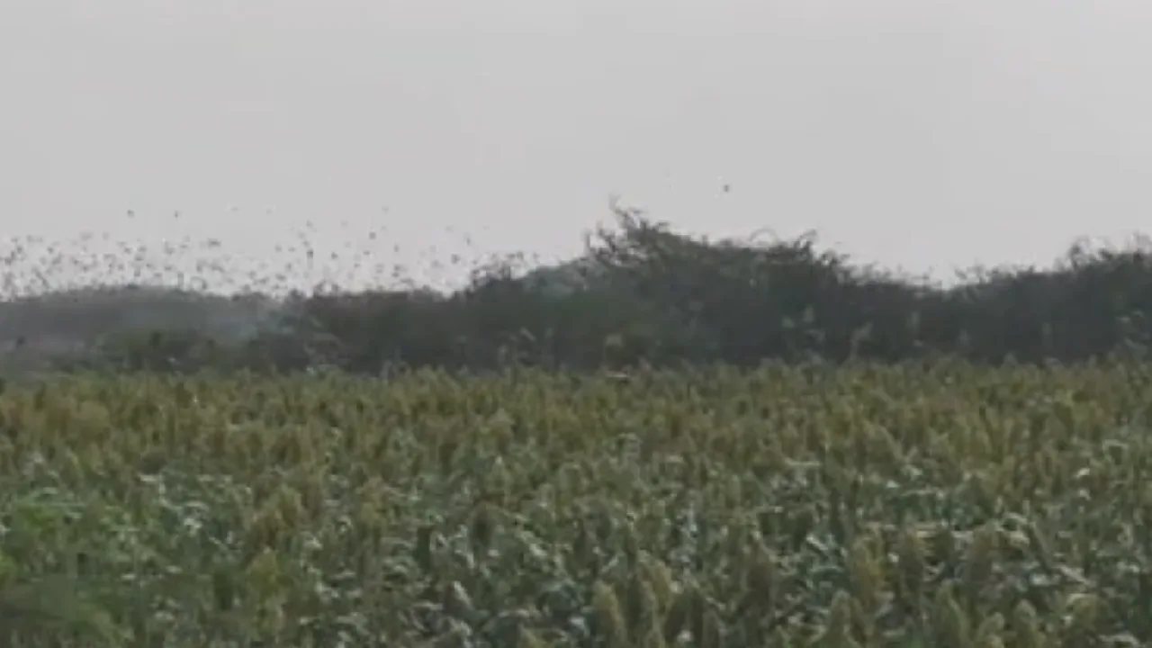 ராமநாதபுரம் : 1,200 ஏக்கர் பரப்பளவிலான சோள பயிர்கள் சேதம்!