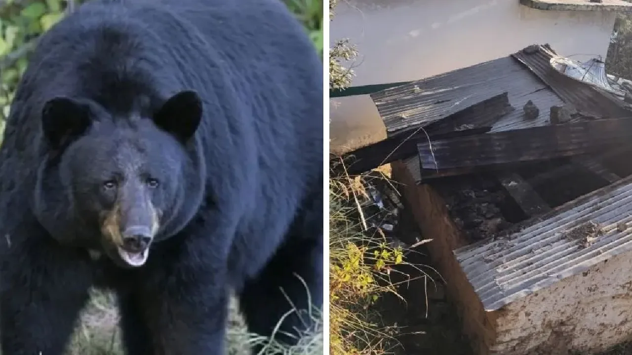 உத்தராகண்ட் : வீட்டிற்குள் நுழைந்த கரடிகள்!