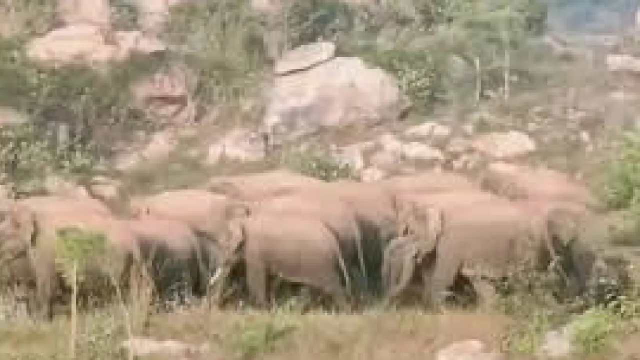 ஓசூர் அருகே முகாமிட்டுள்ள காட்டு யானைகள் – மக்களுக்கு வனத்துறை எச்சரிக்கை!