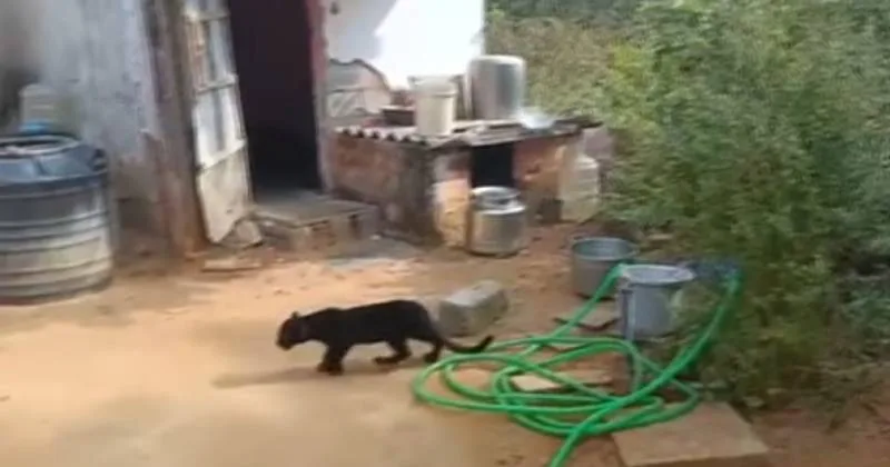 கோவை : கருஞ்சிறுத்தை குட்டி உயிரிழப்புக்கு காரணம் என்ன? – வனத்துறை விளக்கம்!