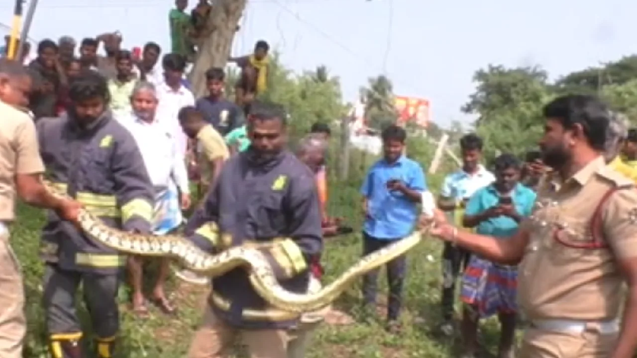 திருச்சி : சுமார் 8 அடி நீள மலைப்பாம்பை மீட்ட தீயணைப்புத்துறை!