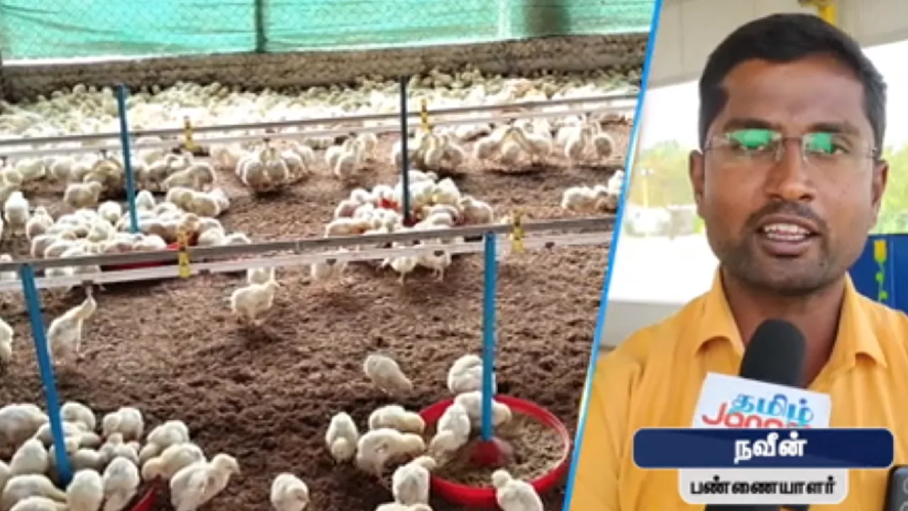 அசைவ பிரியர்களுக்கு அதிர்ச்சி : கறிக்கோழி இறைச்சி  இனி கனவில்தானா….?