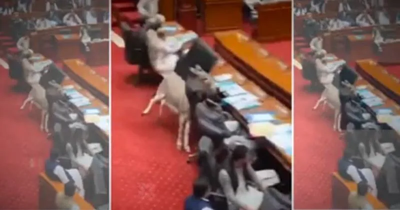 பாகிஸ்தான் நாடாளுமன்றத்திற்குள் கழுதை நுழைந்ததா? – சமூக வலைதளத்தில் வெளியான வீடியோ!