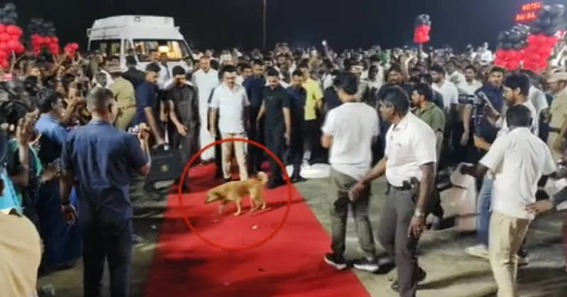 நெல்லை நிகழ்ச்சியில் முதல்வரின் குறுக்கே நடந்து சென்ற நாய் – சற்று தடுமாறிய ஸ்டாலின்!