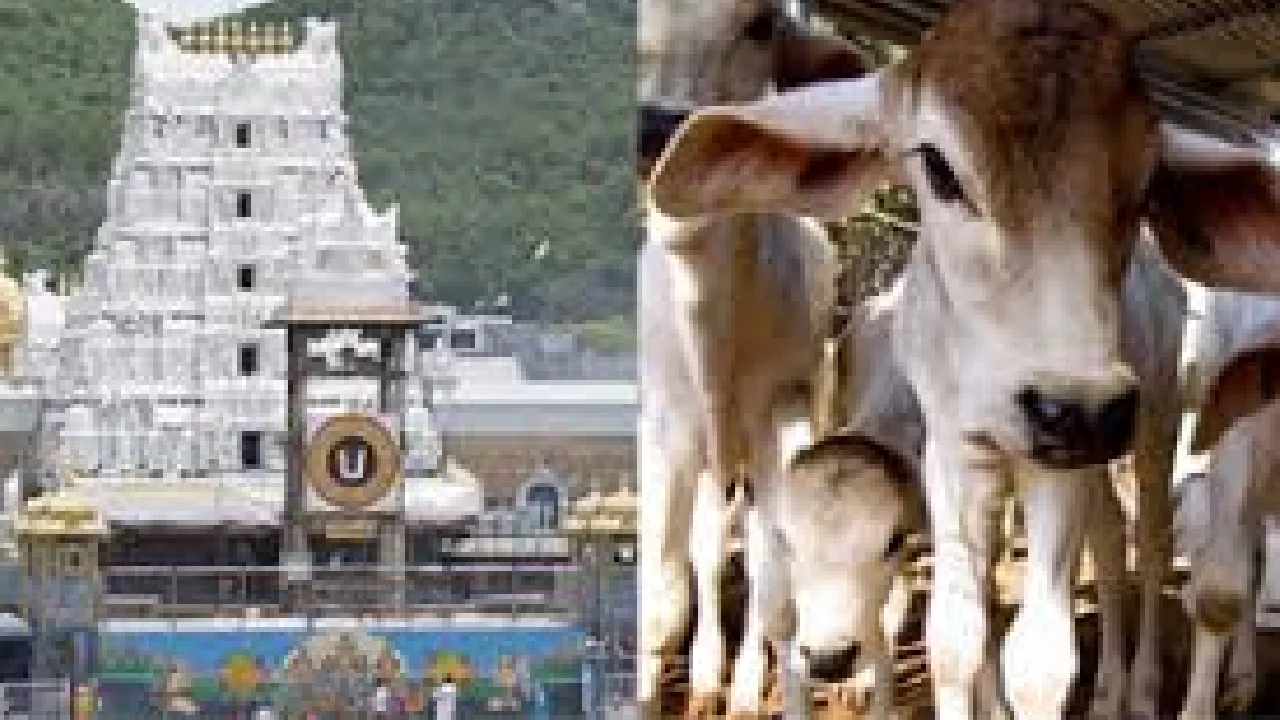 திருப்பதி ஏழுமலையானை தரிசிப்பதற்கு முன்னதாக பசுக்களுக்குப் பூஜை!