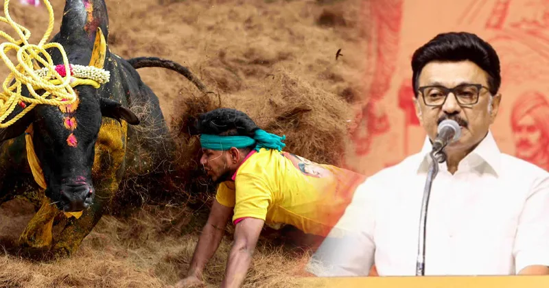 ஜல்லிக்கட்டில் திமுகவின் தலையீடு – காளை உரிமையாளர்கள் குற்றச்சாட்டு