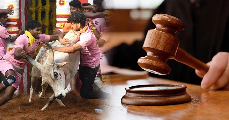 அவனியாபுரம், பாலமேடு, அலங்காநல்லூர் ஜல்லிக்கட்டு போட்டிகளை அரசு  நடத்த வேண்டும் – நீதிமன்றம் உத்தரவு