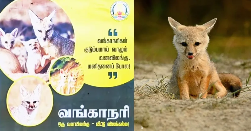 வங்காநரி பிடிக்க தடைவிதிக்கப்பட்டுள்ள நிலையில், வனத்துறை சார்பில் ஒட்டப்பட்ட விழிப்புணர்வு போஸ்டர்!