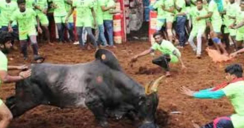 ஜல்லிக்கட்டு – மாடு பிடி வீரர்கள், காளைகளுக்கான ஆன்- லைன் முன்பதிவு தொடங்கியது!