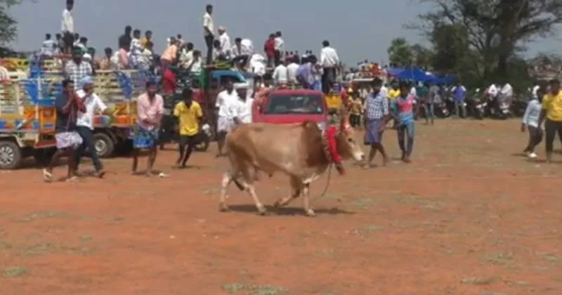சிவகங்கை அருகே மஞ்சுவிரட்டு போட்டி : 70-க்கும் மேற்பட்டோர் காயம்!