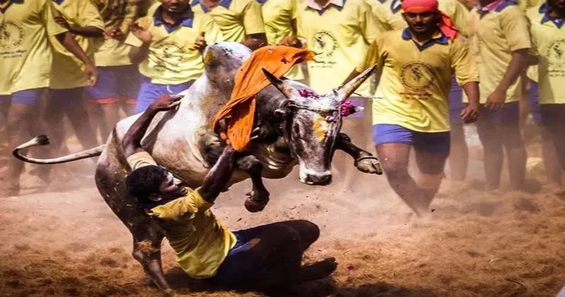 அதிரப்போகும் வாடிவாசல் : சீறிப்பாய  தயாராகும் காளைகள் – சிறப்பு கட்டுரை!